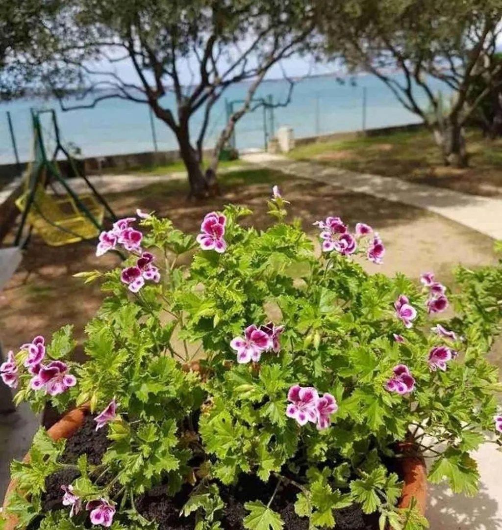 Seaside Holiday House Privlaka, Zadar - 22867 Privlaka  Privlaka (Zadar)